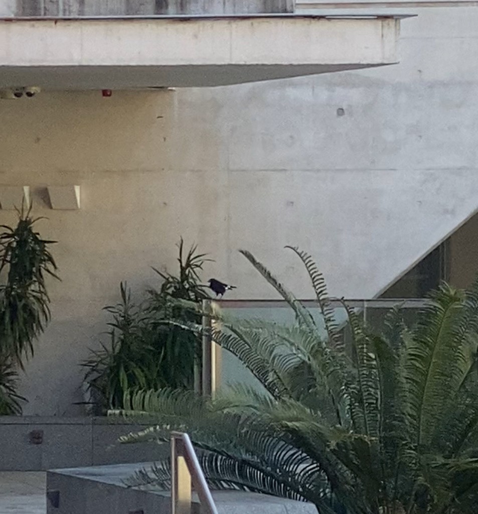 Pied Currawong - ML645878603