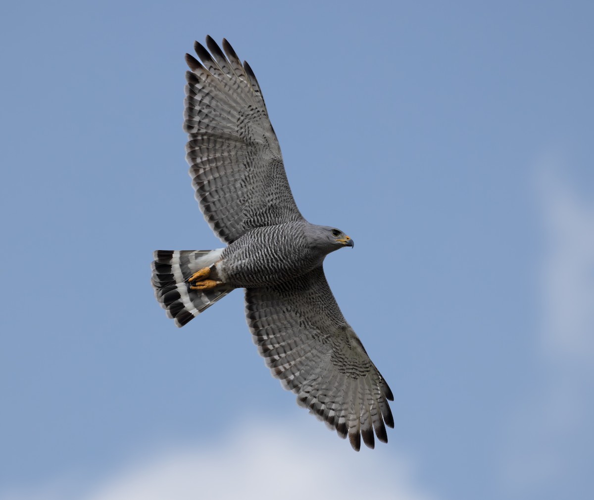 Gray Hawk - ML645878604
