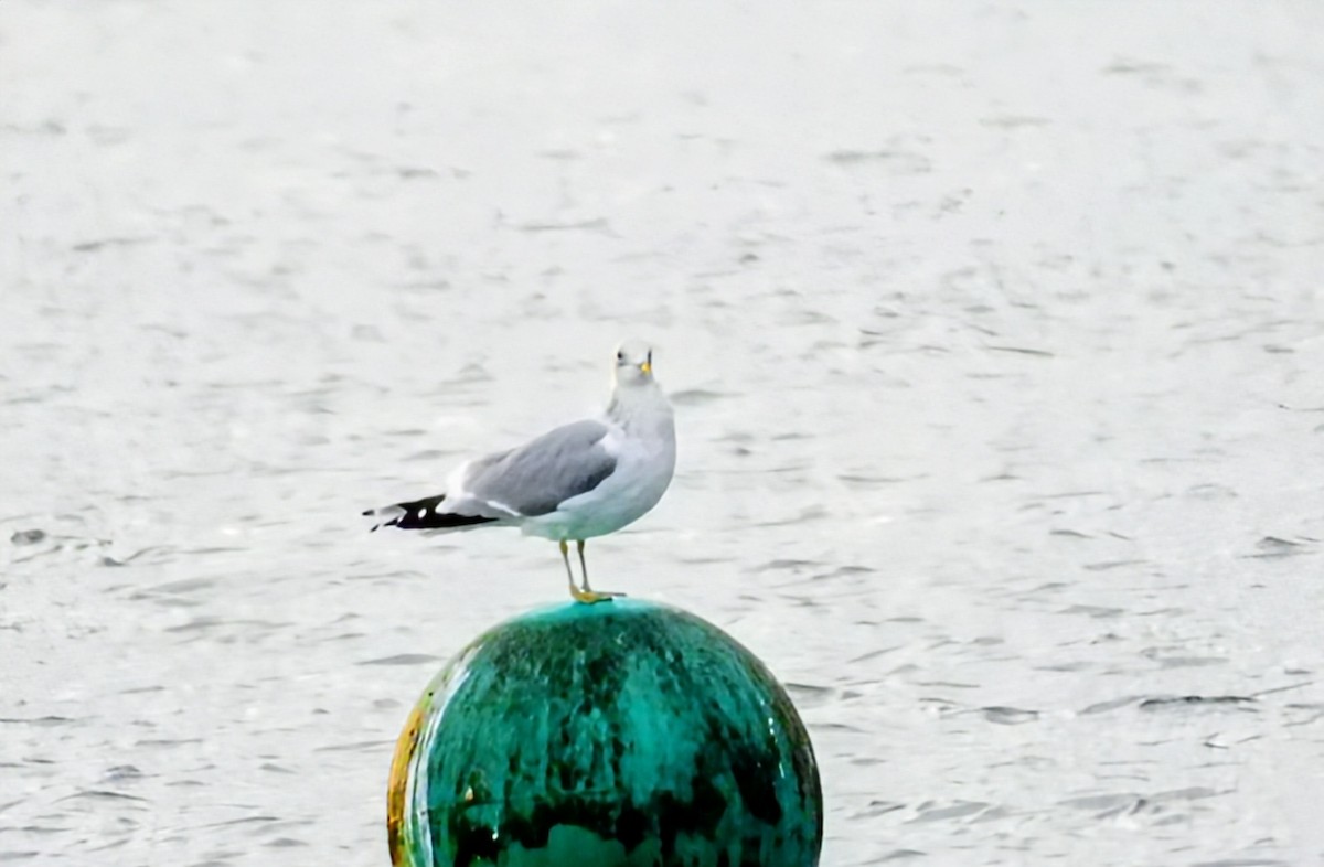 Common Gull - ML645878605