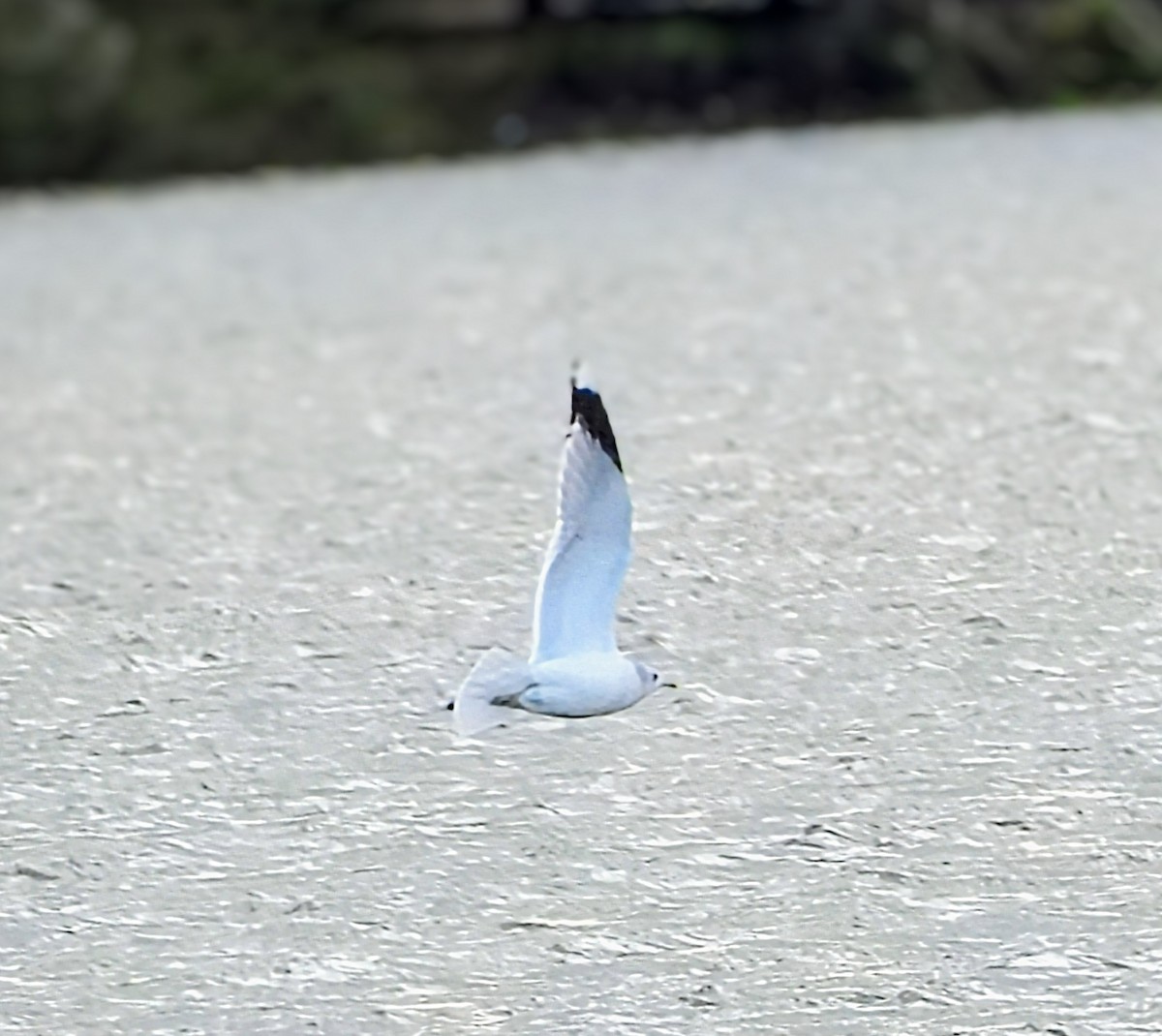 Common Gull - ML645878606