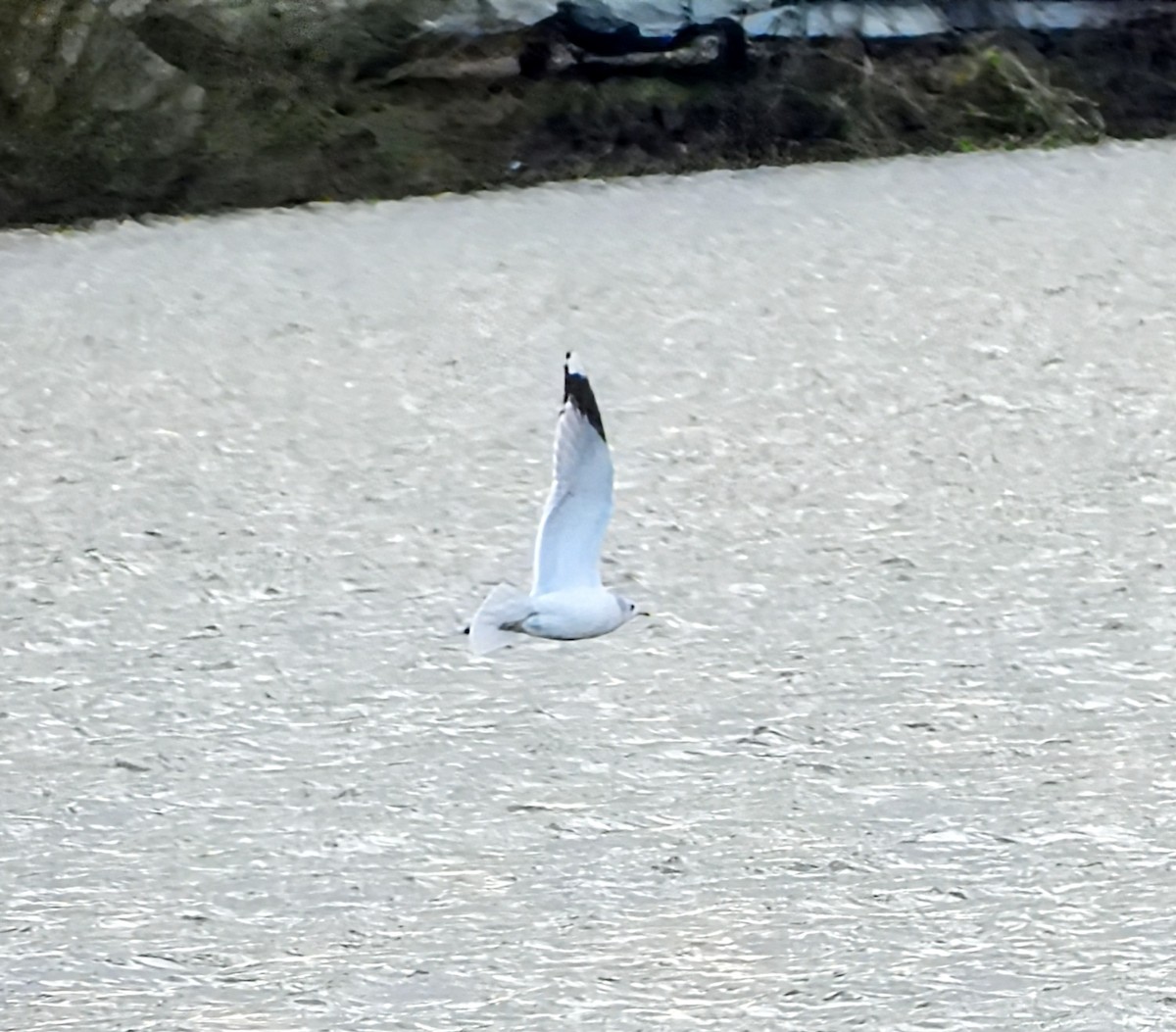 Common Gull - ML645878607