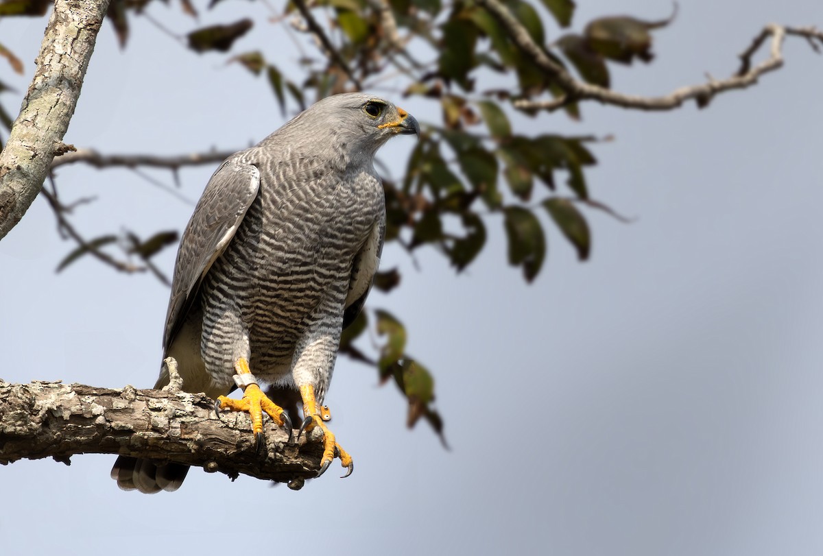 Gray Hawk - ML645878609