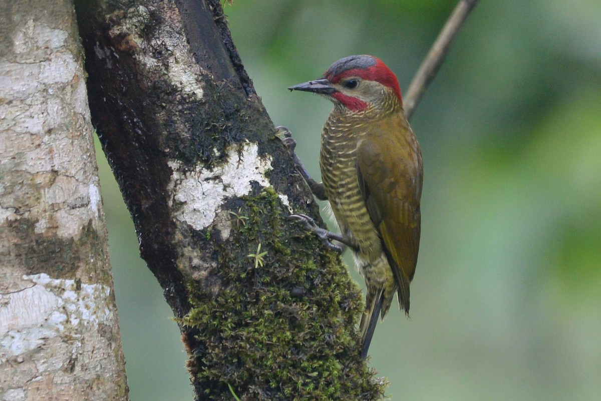 Golden-olive Woodpecker - ML645878610