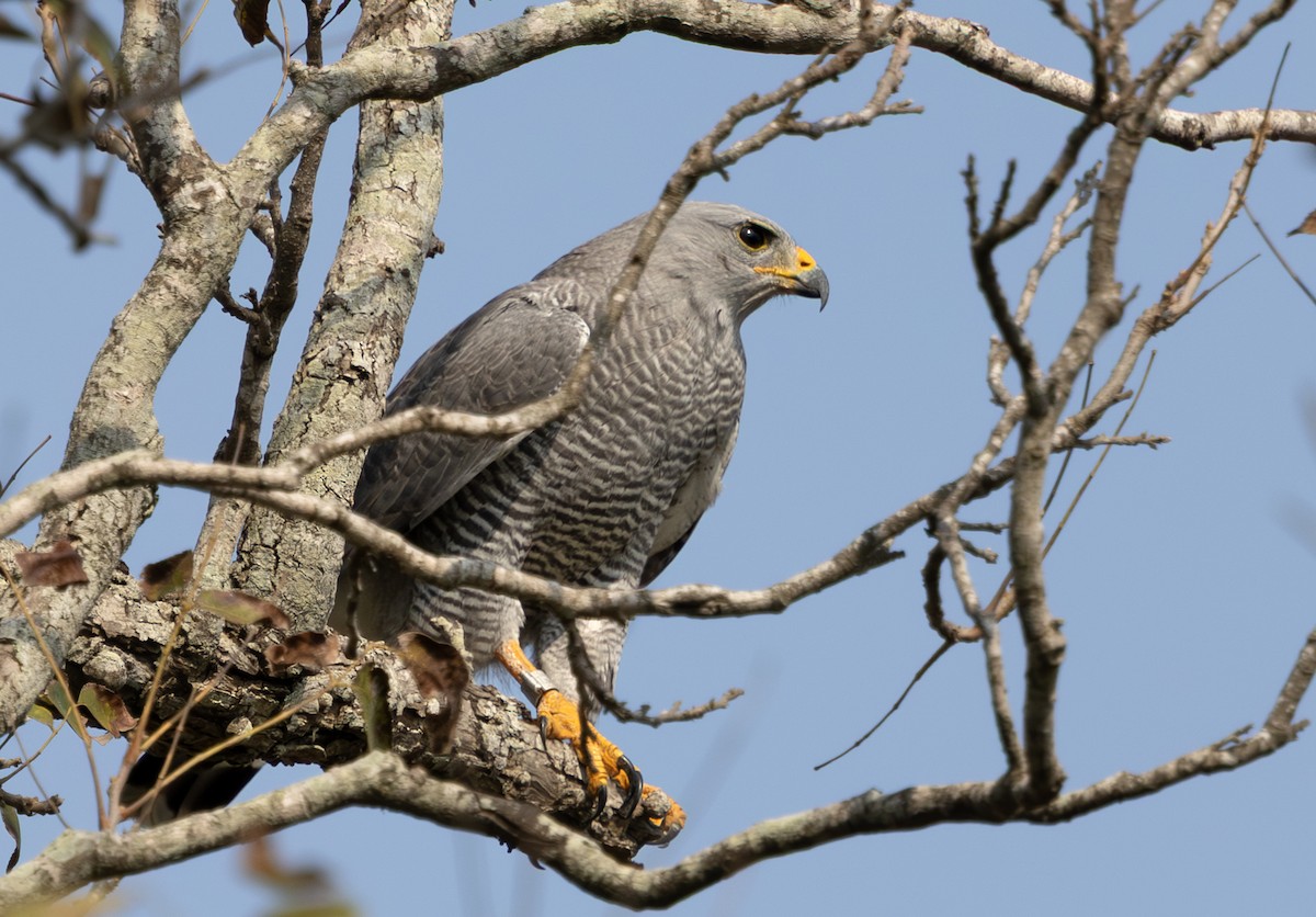 Gray Hawk - ML645878611