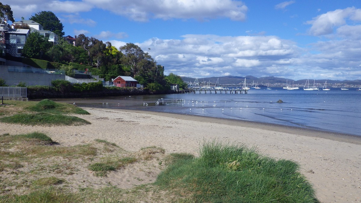 Silver Gull - ML645878612