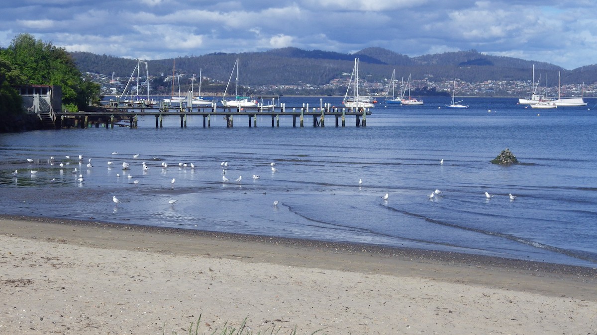 Silver Gull - ML645878613