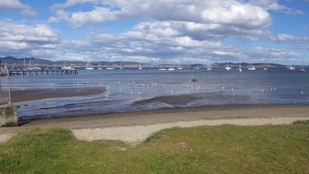 Silver Gull - ML645878614