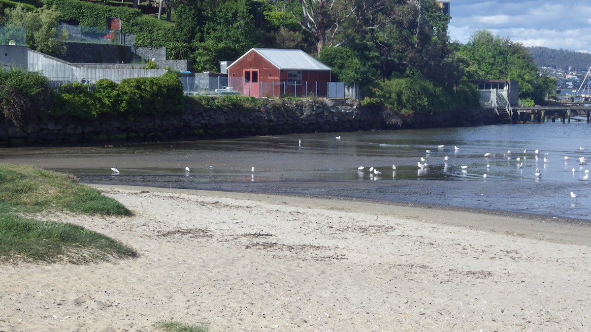 Silver Gull - ML645878615