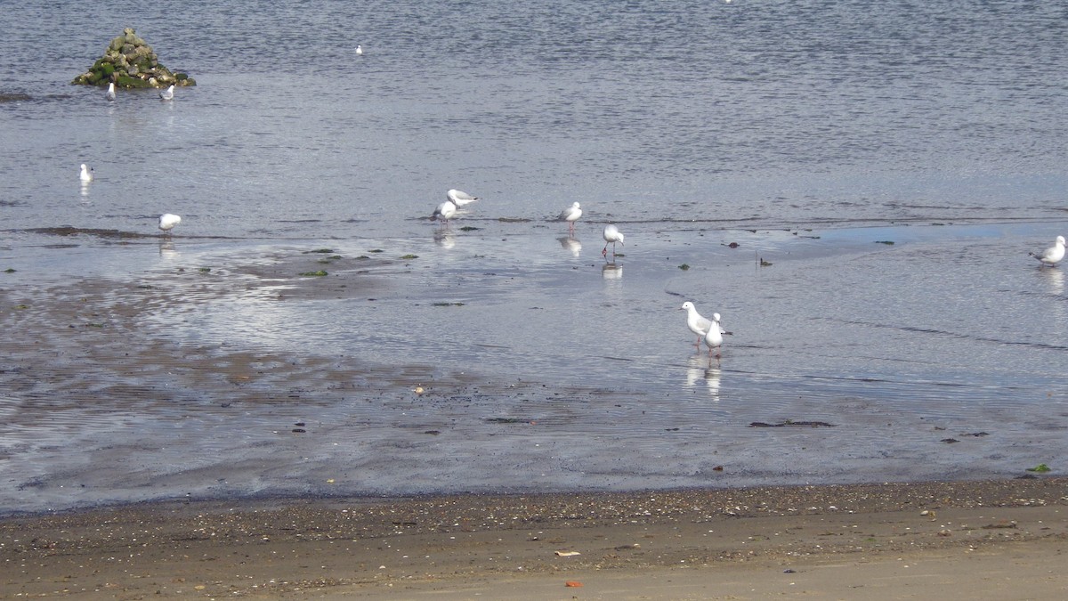 Silver Gull - ML645878616