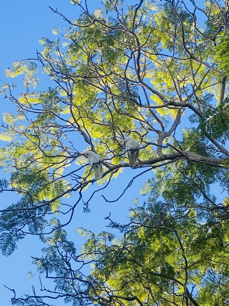 Little Corella - ML645878617