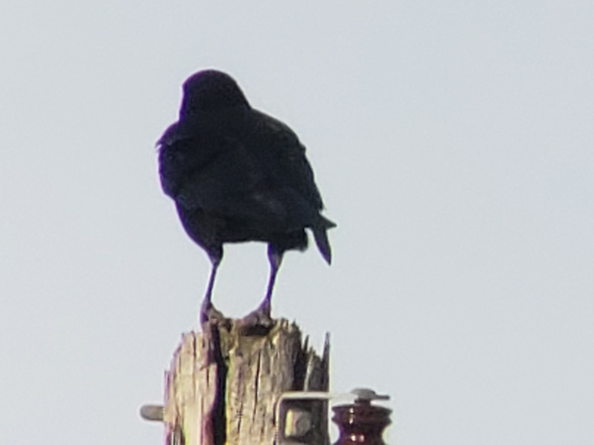 American Crow - ML645878618