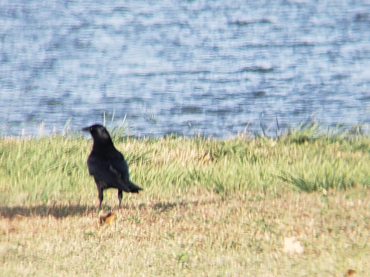 American Crow - ML645878619