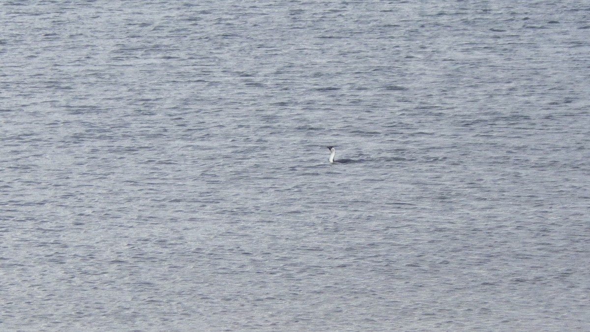 Black-faced Cormorant - ML645878620