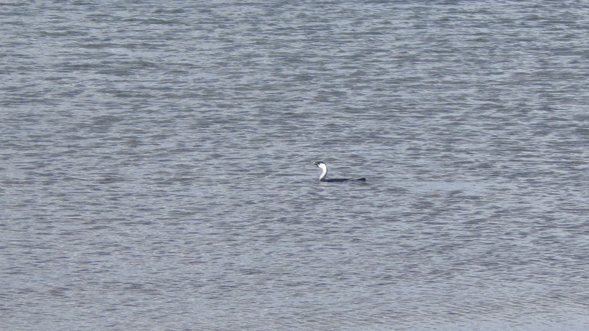 Black-faced Cormorant - ML645878621