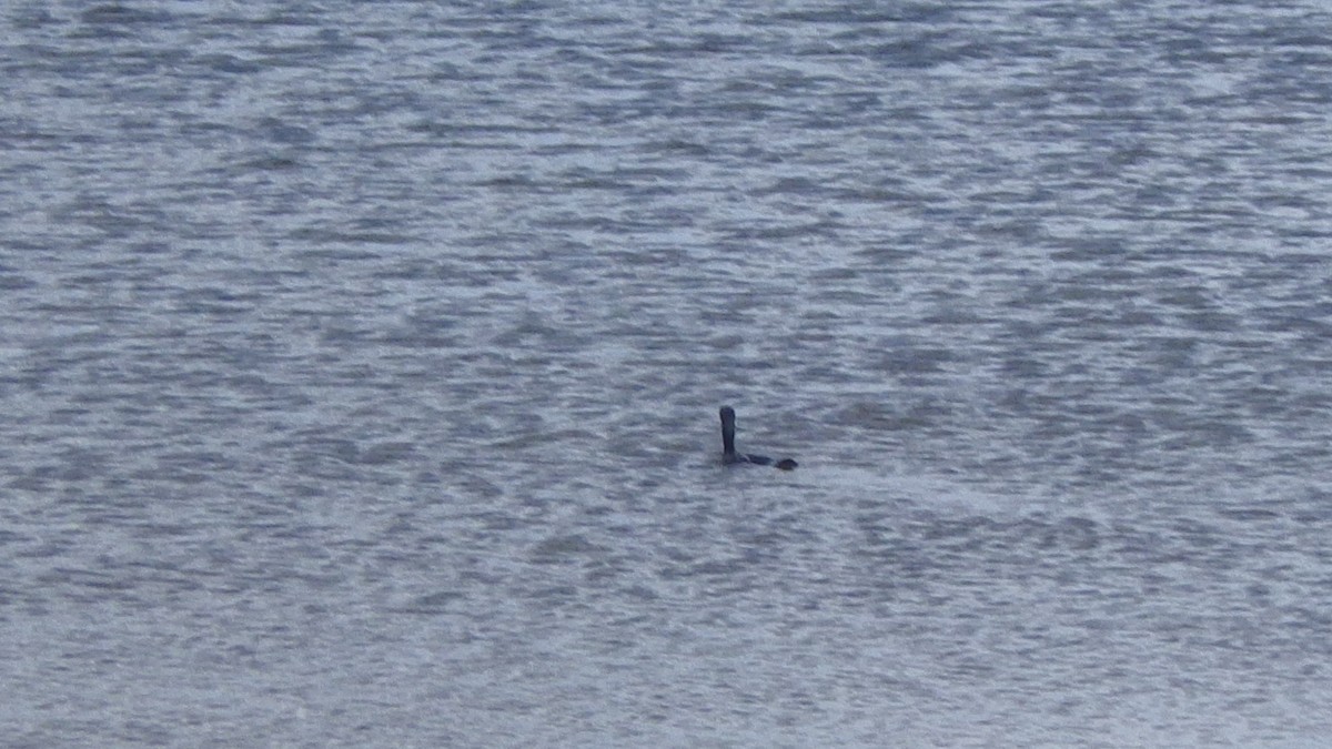 Black-faced Cormorant - ML645878622