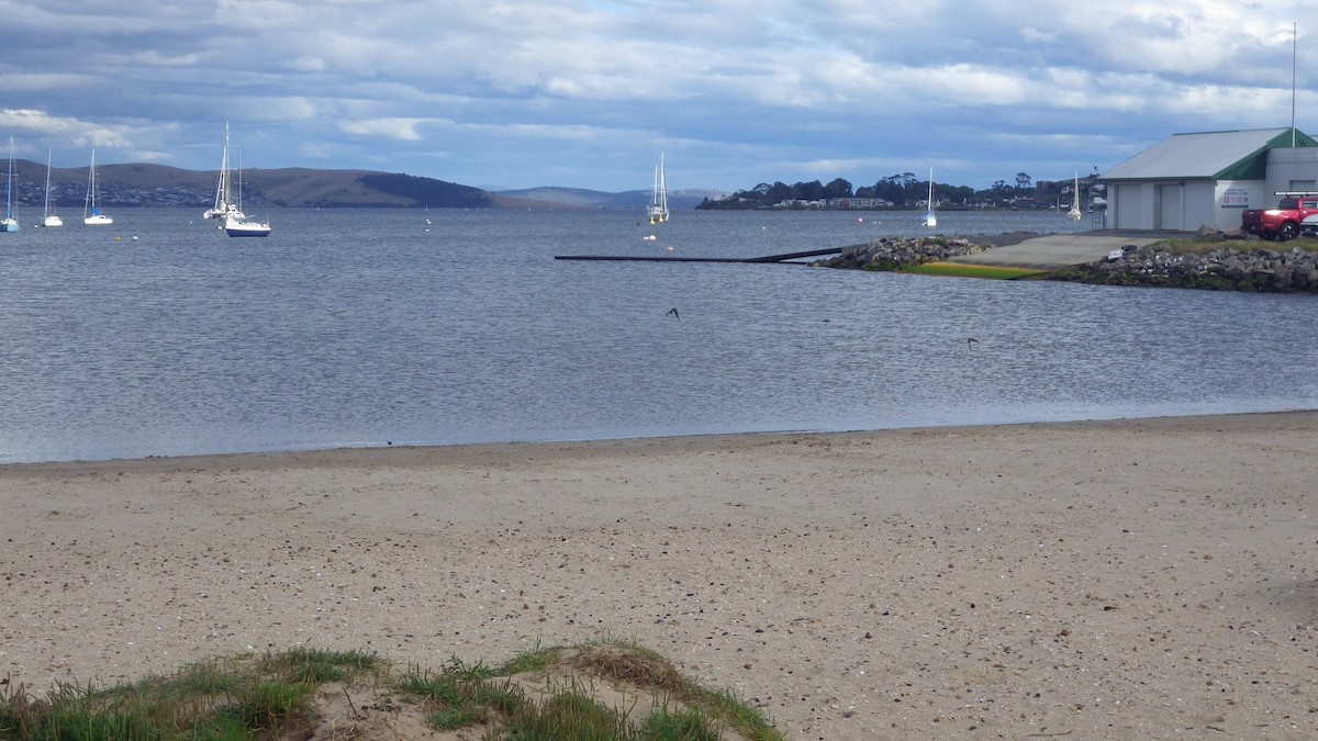 Welcome Swallow - ML645878623