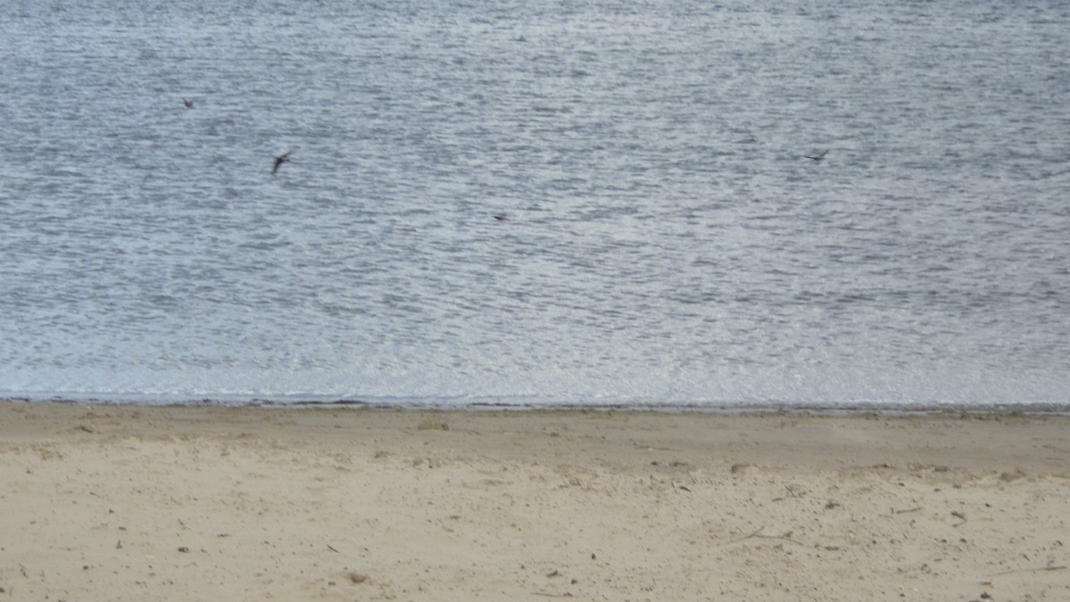 Welcome Swallow - ML645878624