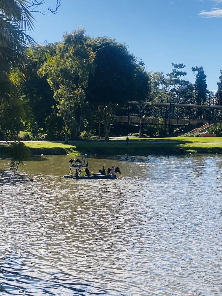 Little Black Cormorant - ML645878625