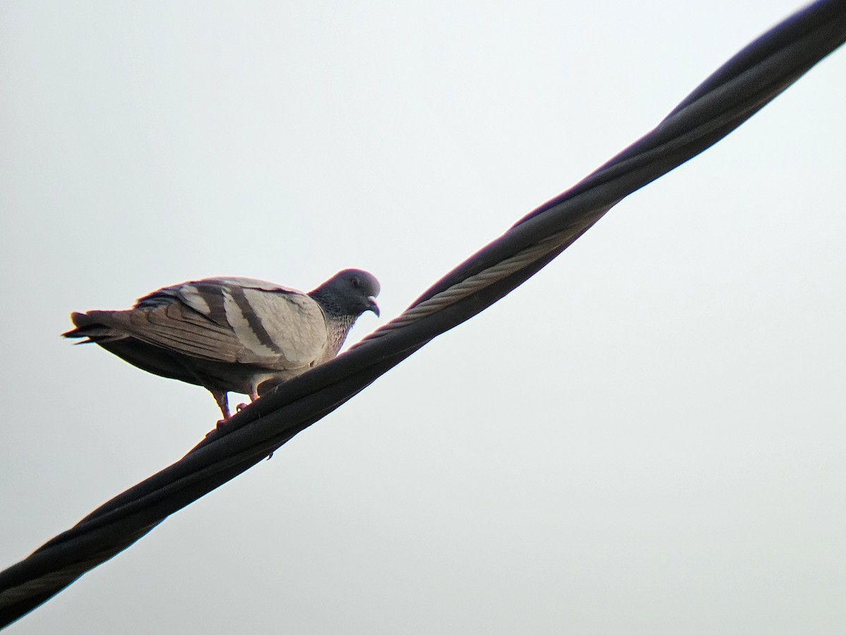 Rock Pigeon (Feral Pigeon) - ML645878626