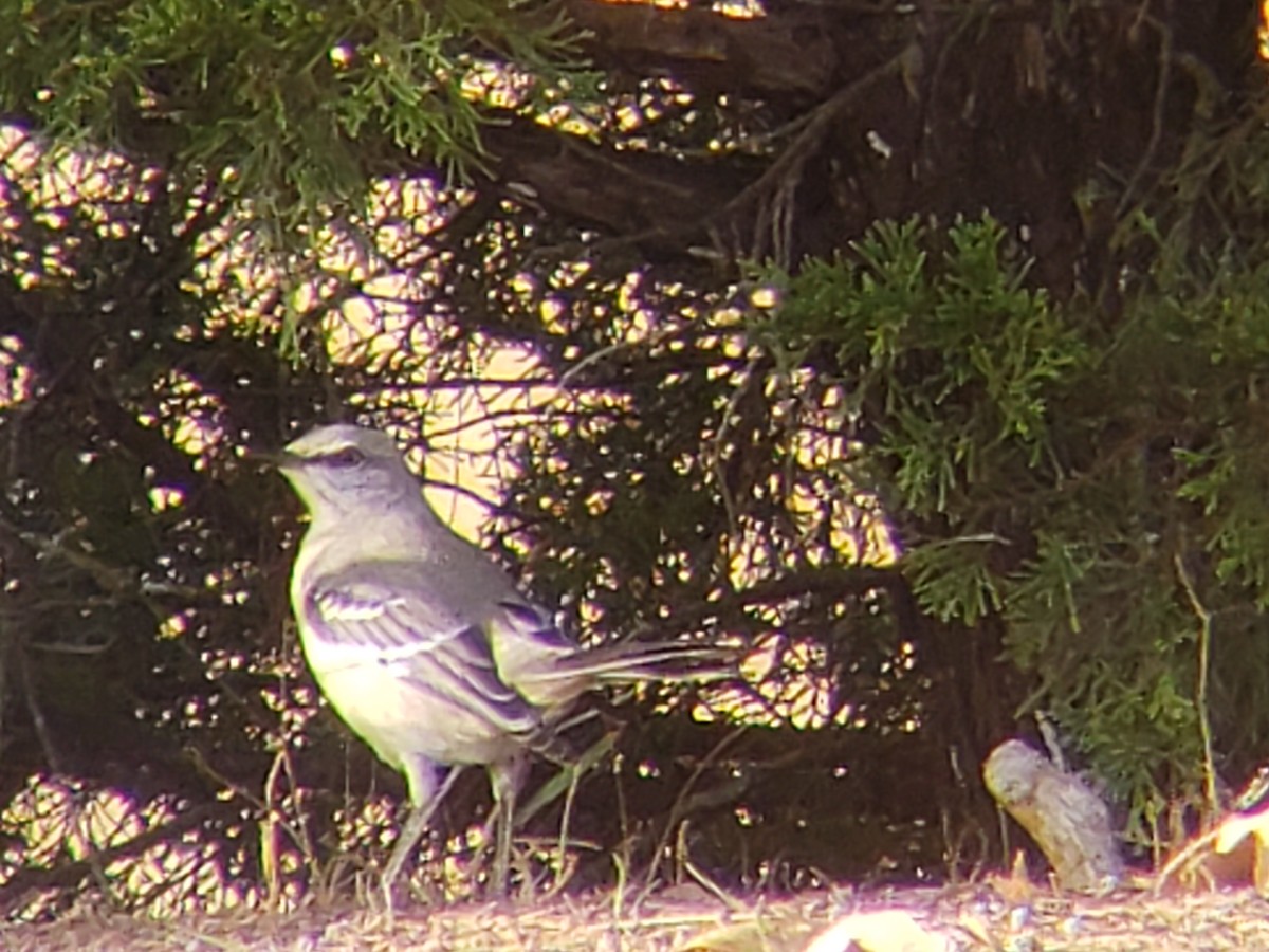 Northern Mockingbird - ML645878629