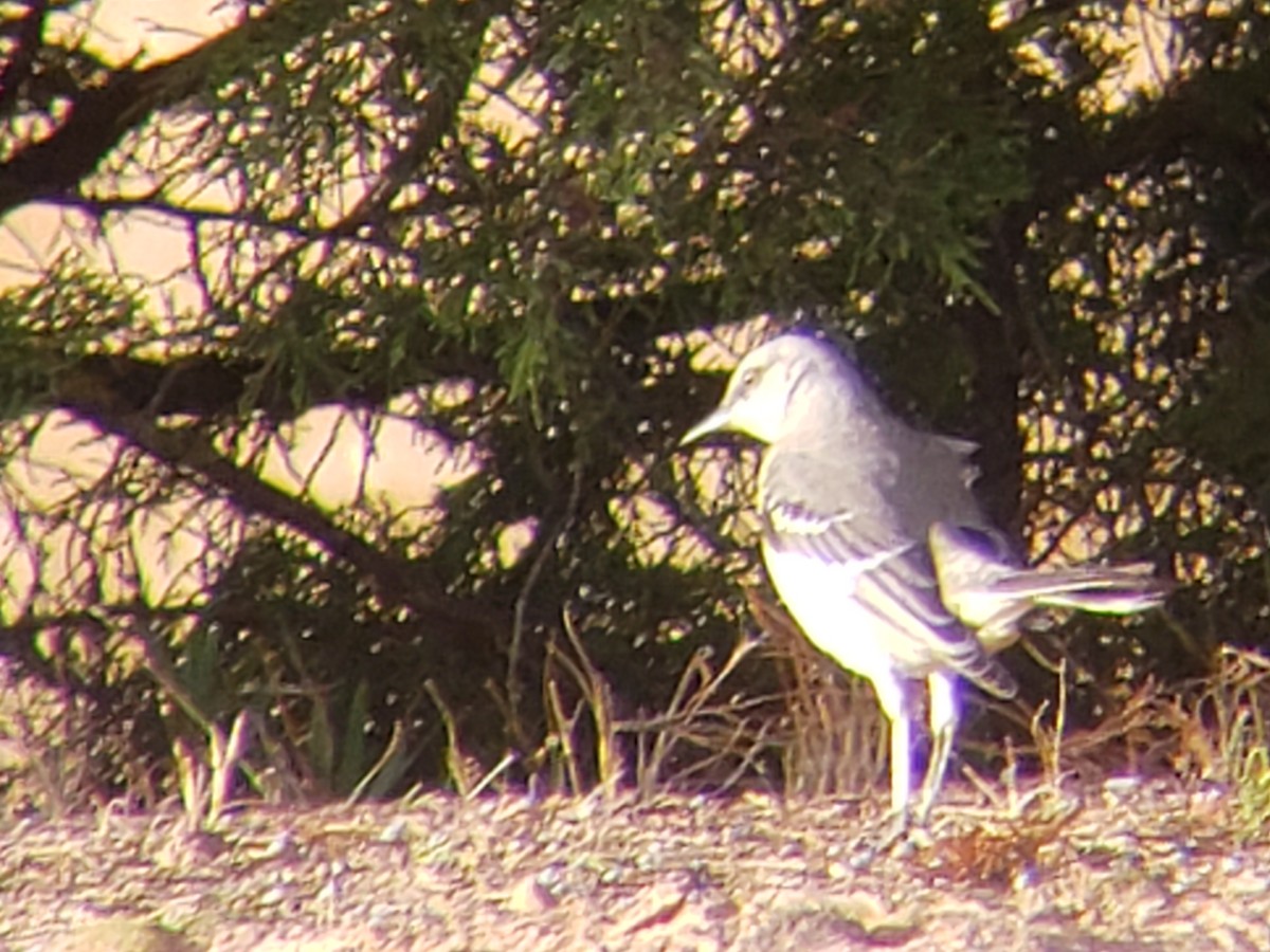 Northern Mockingbird - ML645878630