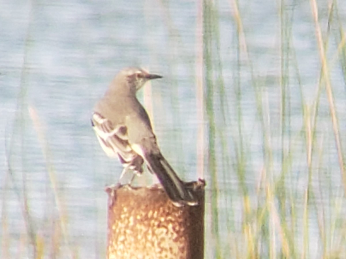 Northern Mockingbird - ML645878631