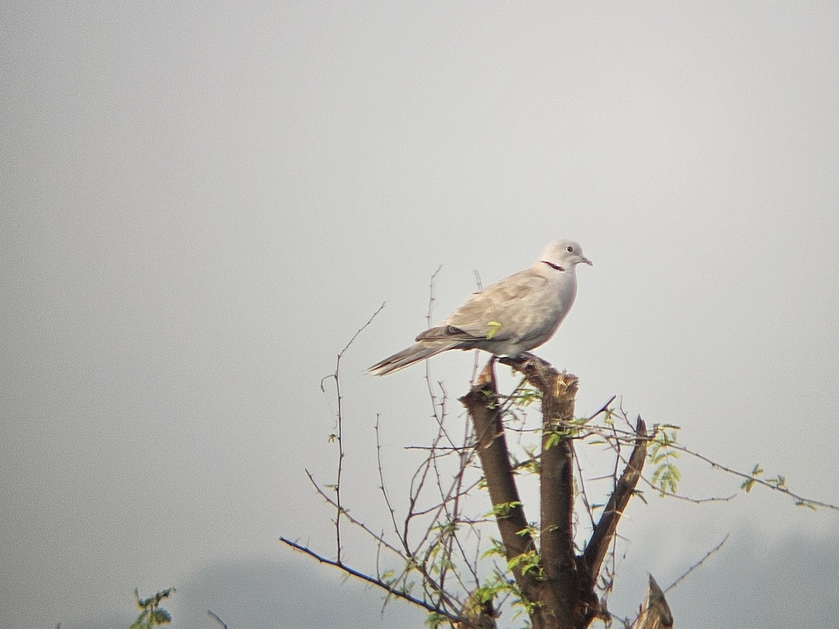 Eurasian Collared-Dove - ML645878632