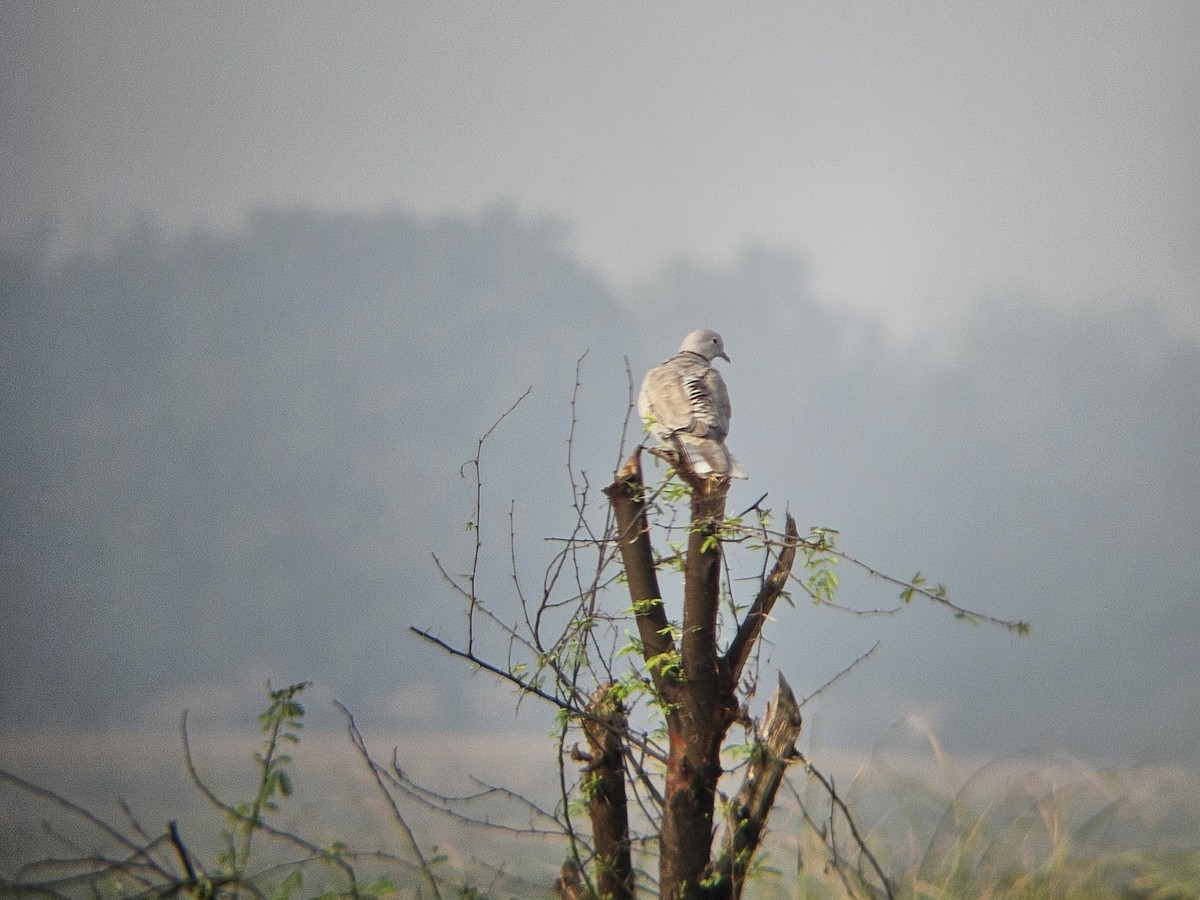 Eurasian Collared-Dove - ML645878633