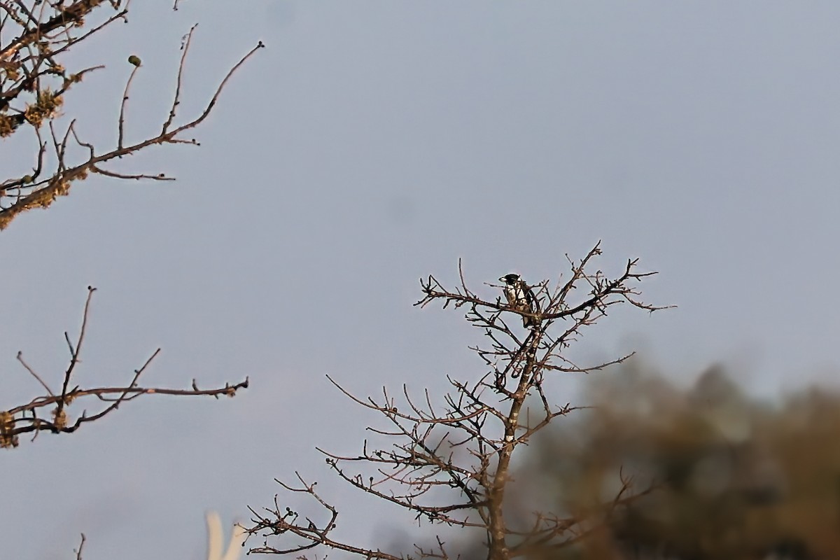 Chabert Vanga - ML645878636