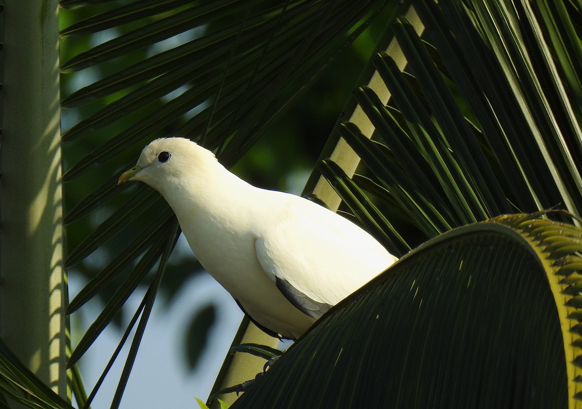 Torresian Imperial-Pigeon - ML645878664