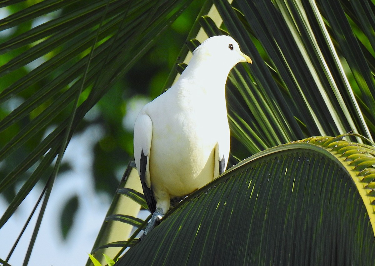 Torresian Imperial-Pigeon - ML645878665