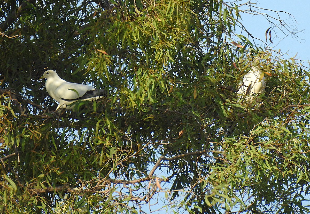 Torresian Imperial-Pigeon - ML645878668