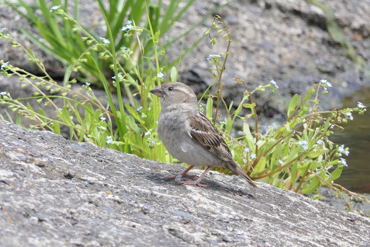 House Sparrow - ML645878674