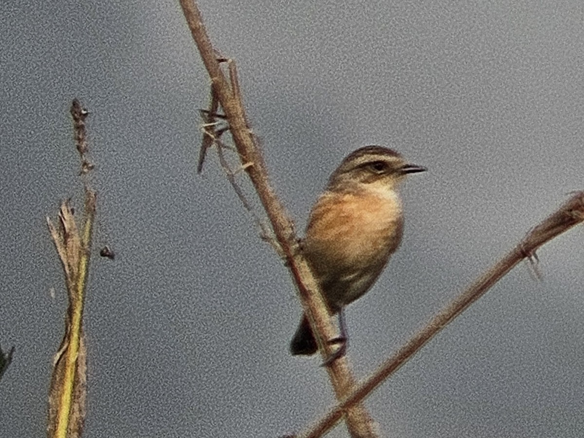 bramborníček sibiřský - ML645878690