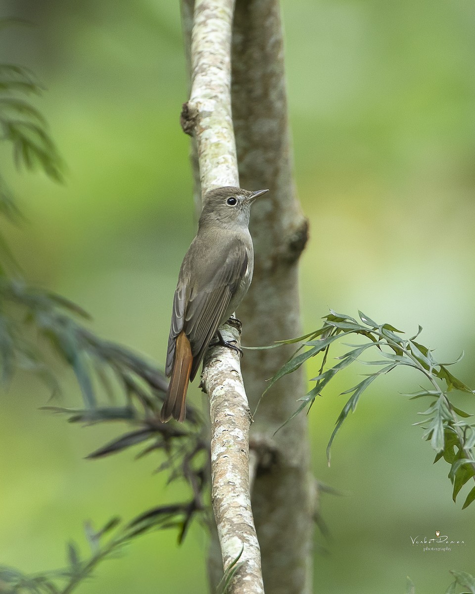 Rusty-tailed Flycatcher - ML645878708