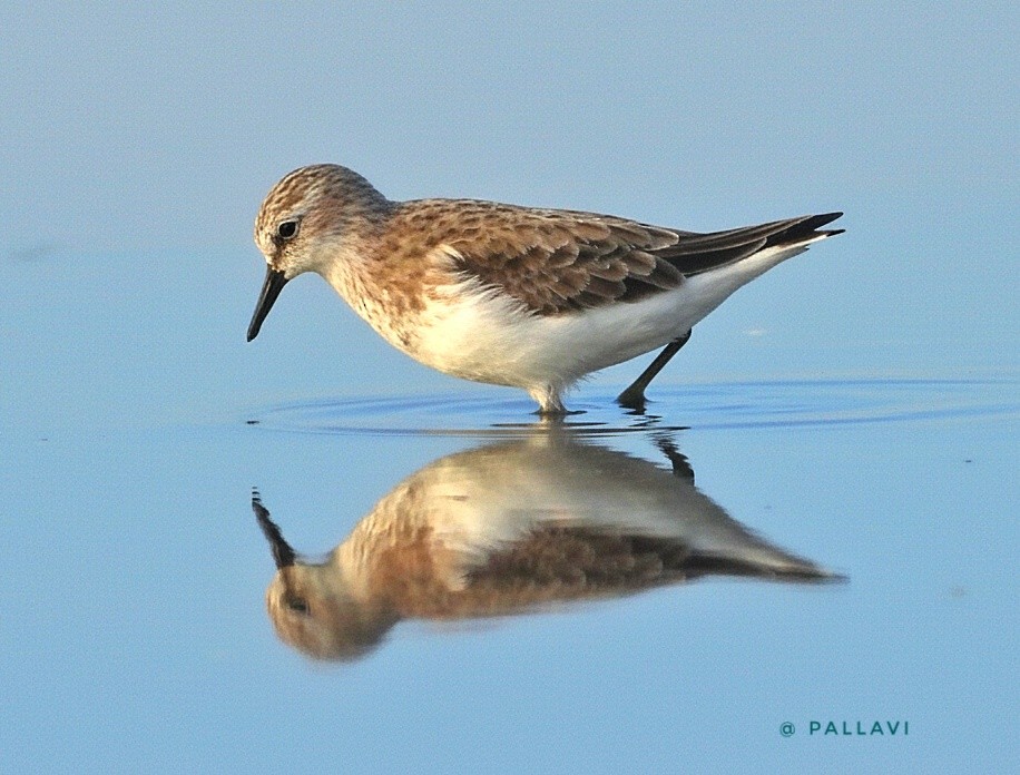Little Stint - ML645878712