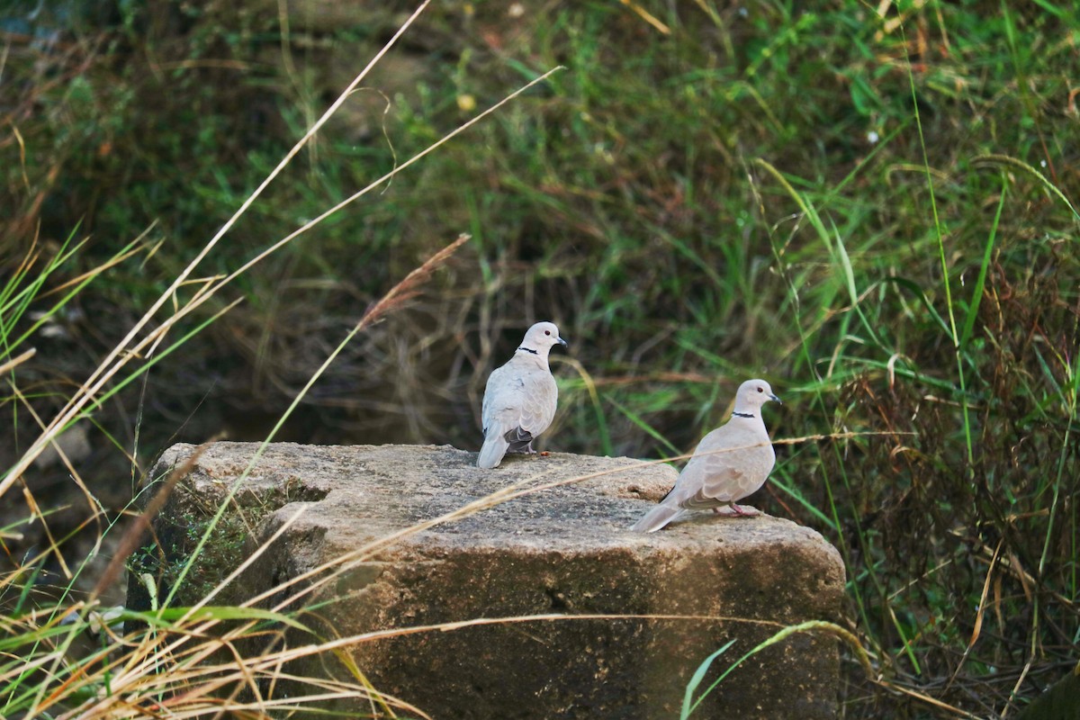 Eurasian Collared-Dove - ML645878713
