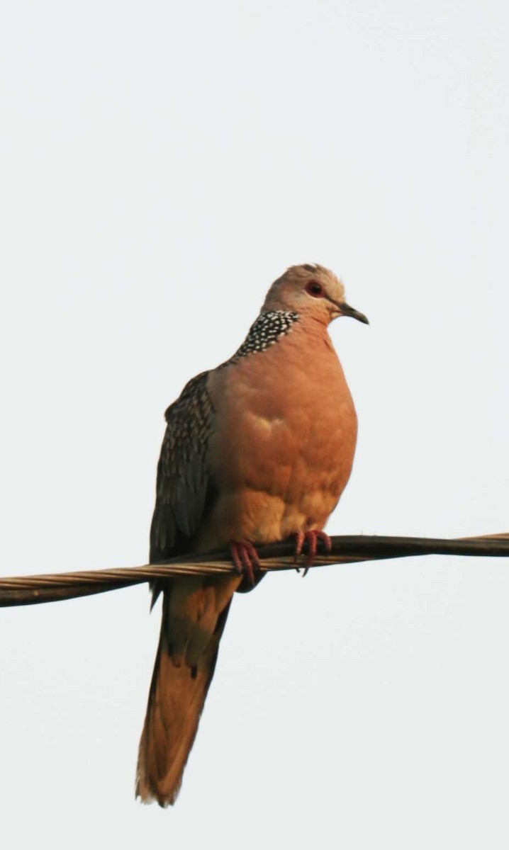 Spotted Dove - ML645878715