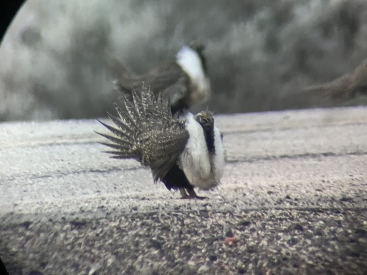 Greater Sage-Grouse - ML645878736