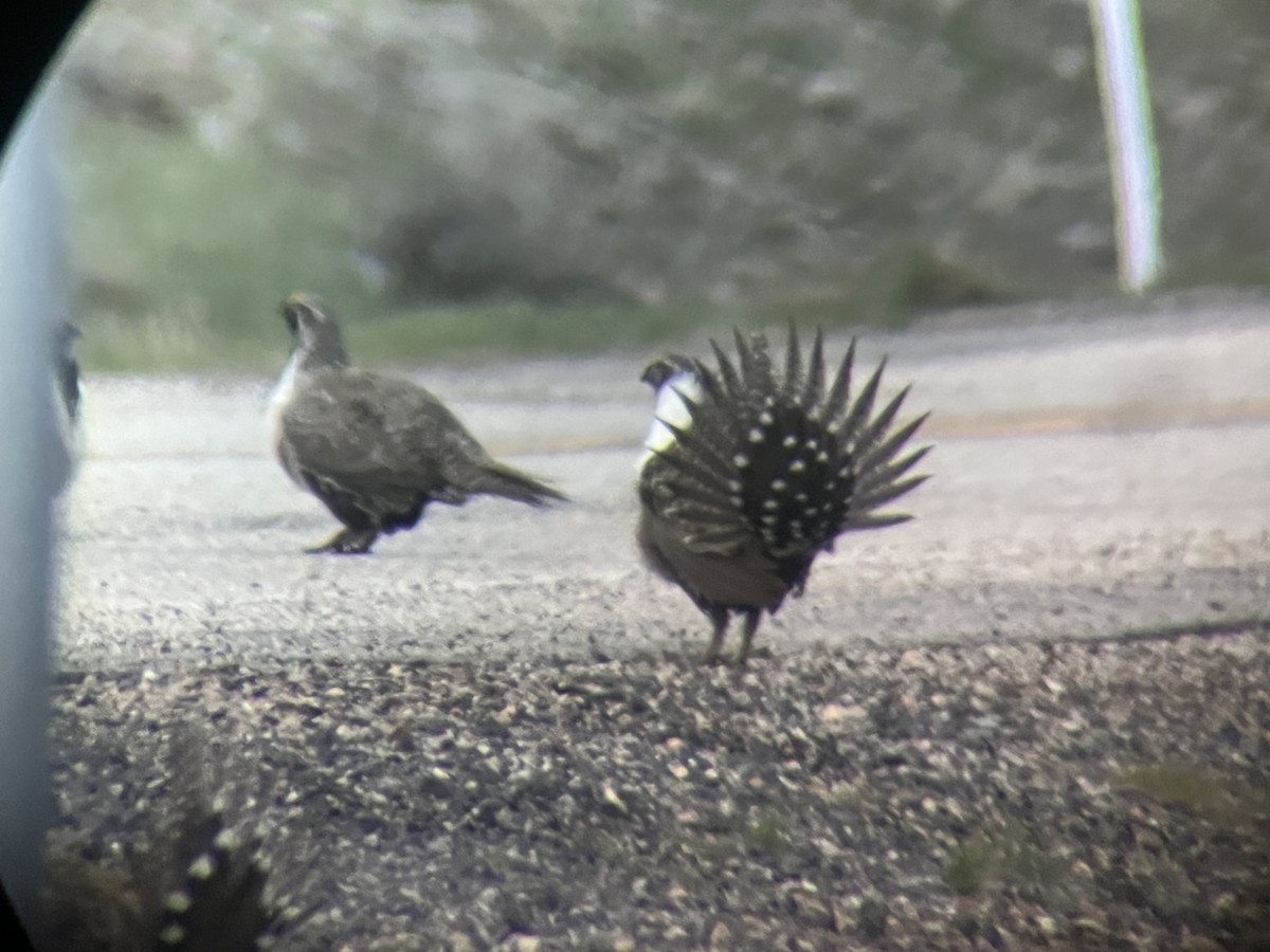 Greater Sage-Grouse - ML645878737