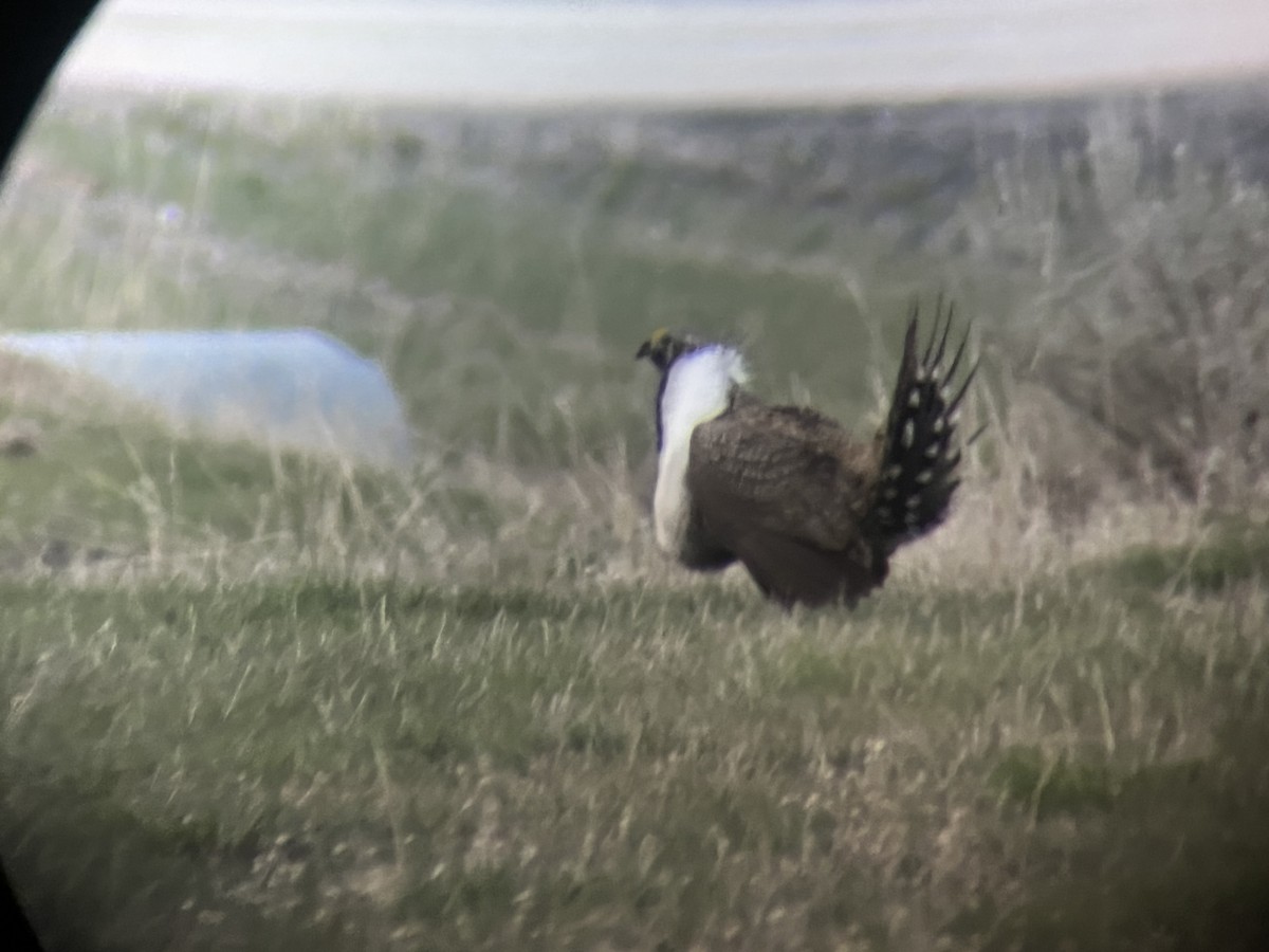 Greater Sage-Grouse - ML645878739