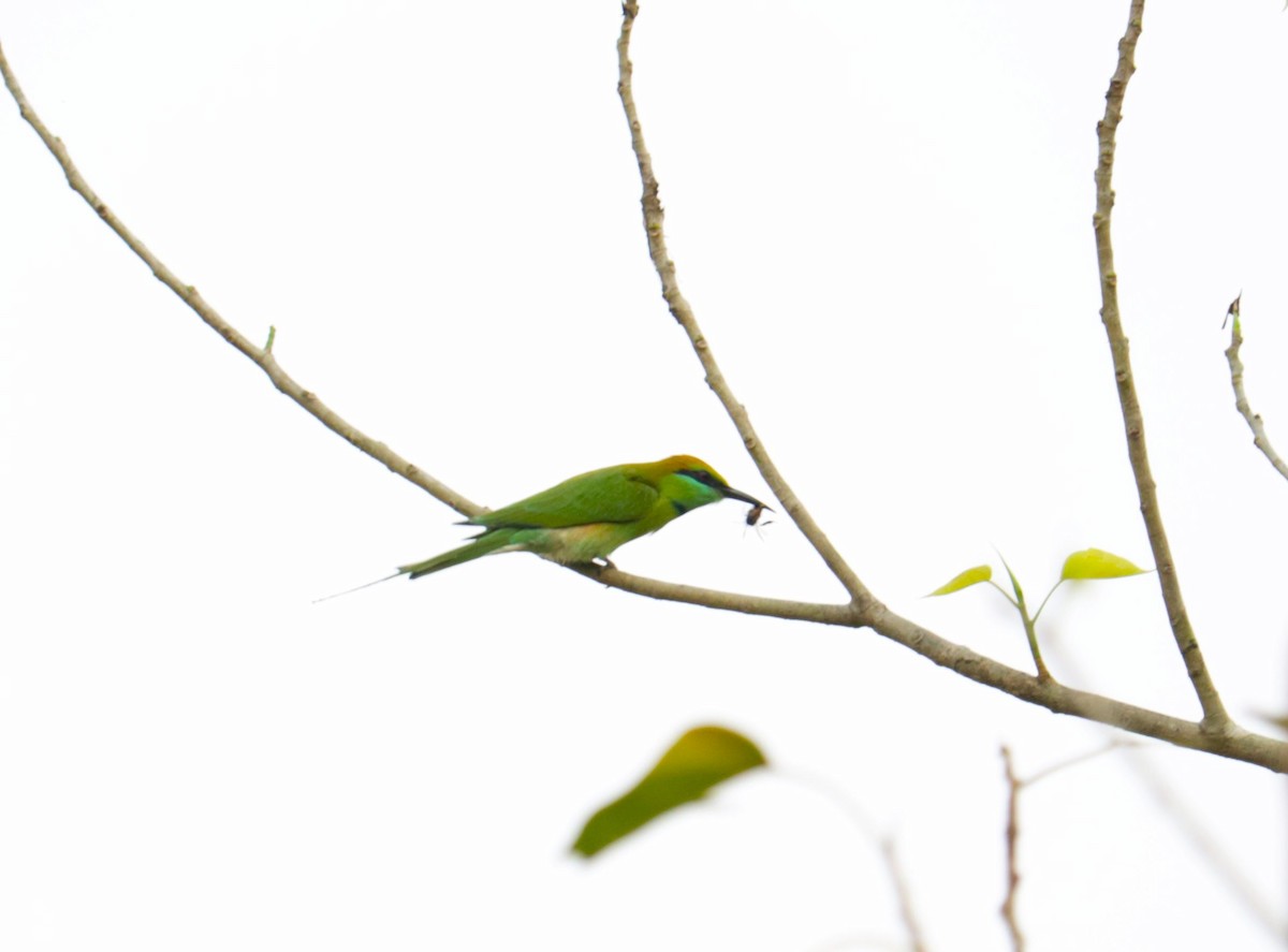 Asian Green Bee-eater - ML645878746