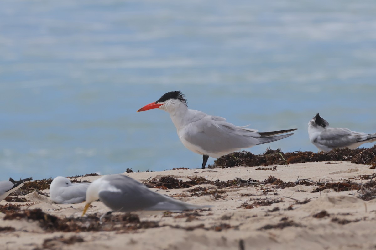 裏海燕鷗 - ML645878750