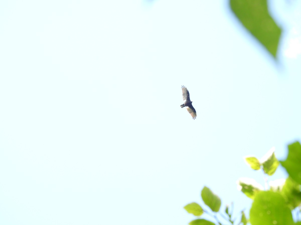 Turkey Vulture - ML645878752