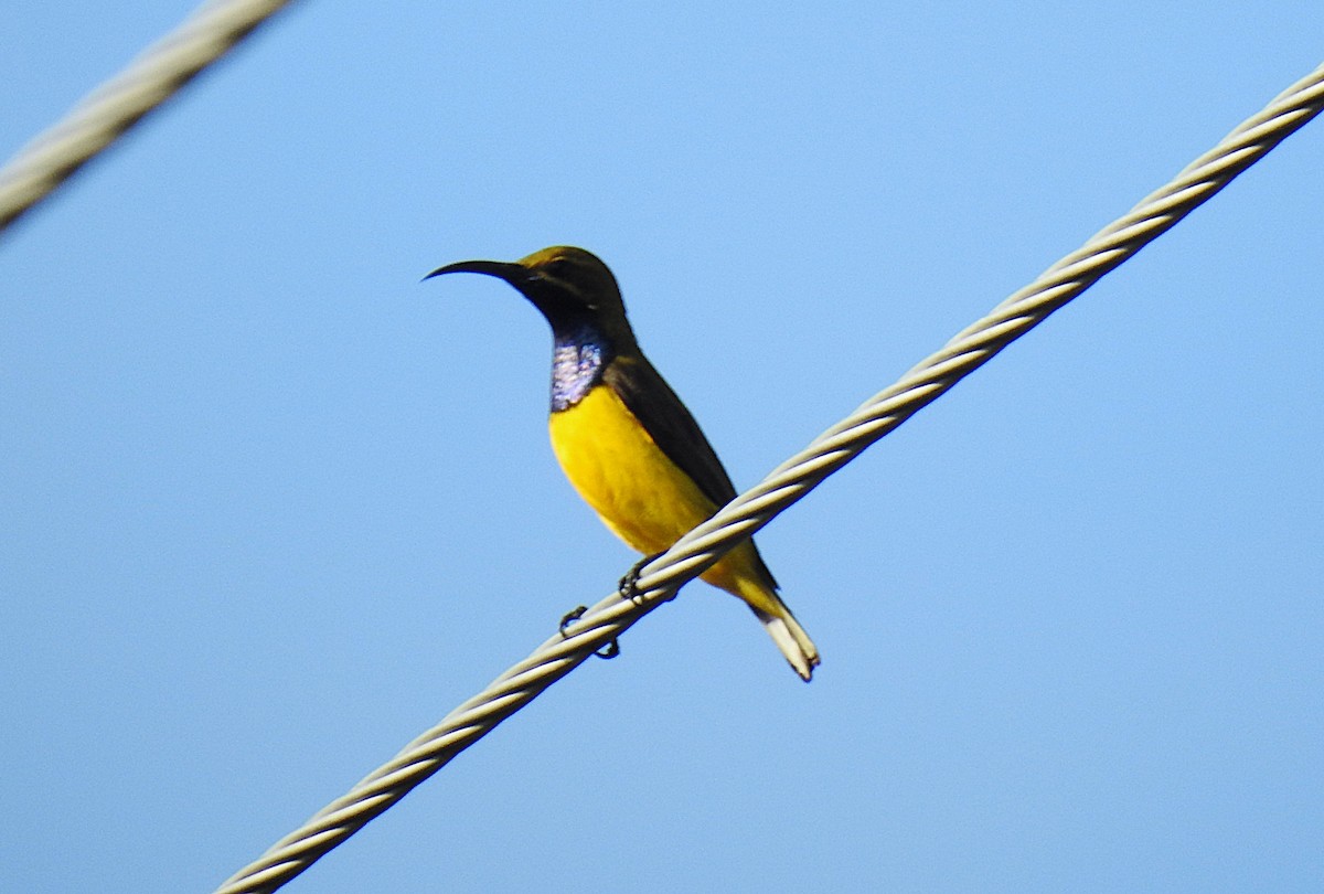 Sahul Sunbird - ML645878758