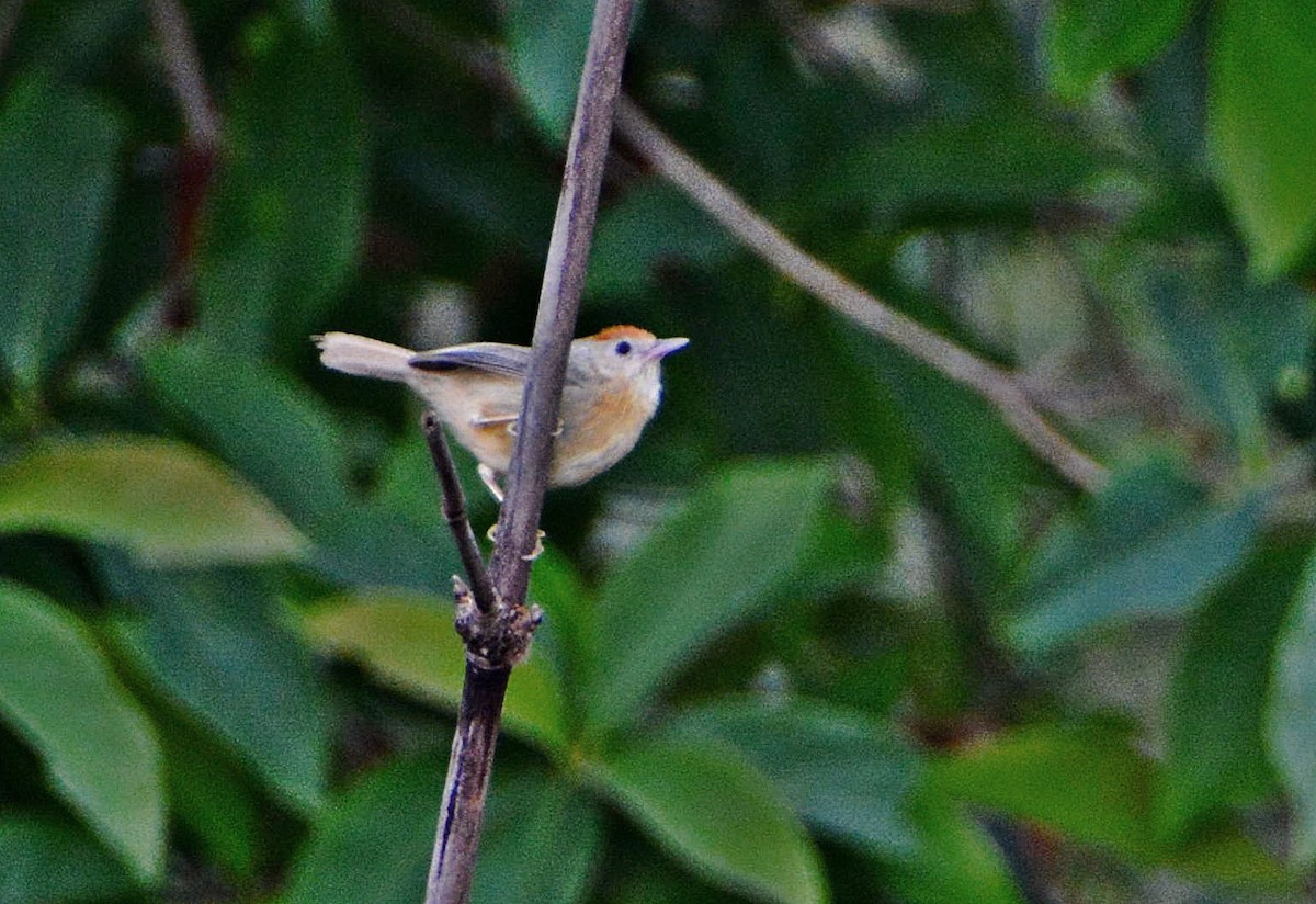 rustpannetimal - ML645878759