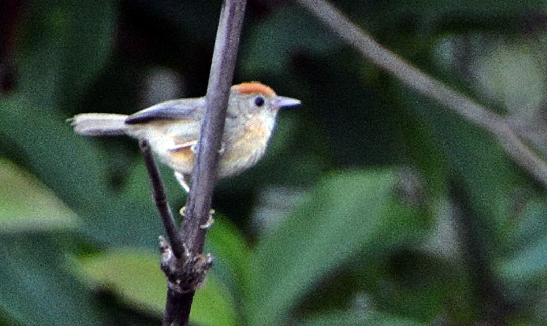 rustpannetimal - ML645878760