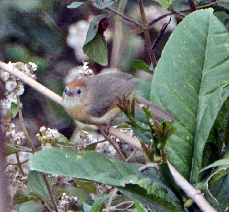 rustpannetimal - ML645878761