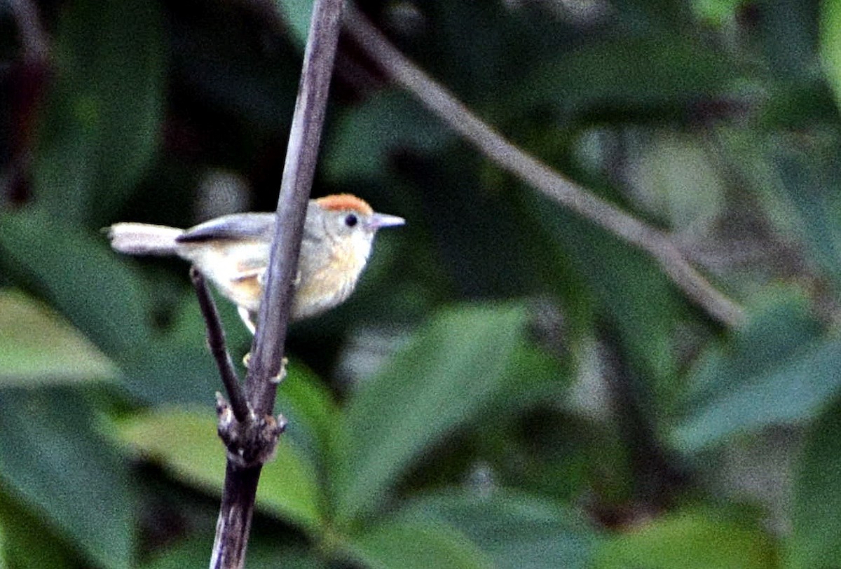 rustpannetimal - ML645878762