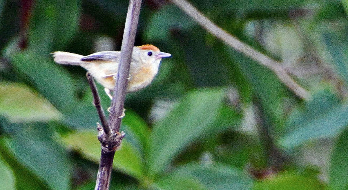 rustpannetimal - ML645878763